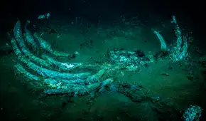 Descubren un cementerio de ballenas bajo 7 km del océano con fósiles de hace 5 millones de años: sería el más antiguo del mundo