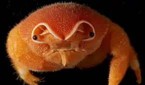Un cangrejo esponja con 'casco' y cerca de 150 especies fueron descubiertas por exploradores submarinos