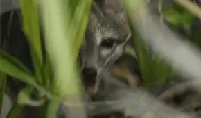 Científicos capturan las primeras imágenes de una especie difícil de avistar y que habita en una isla de México