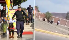 Denuncian maltrato animal en Chimbote: agentes de Serenazgo habrían causado la muerte de ‘Robin’, perro de la brigada canina