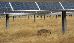 Los zorros se instalaron en una gran solar y lo convirtieron en su hábitat natural: la sombra de los paneles crearon un nuevo ecosistema