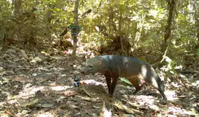 Un esquivo mamífero de la Amazonía podría ser más común de lo que los científicos creían