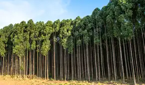 España plantó un árbol invasor hace 60 años y ahora se arrepiente: está afectando la avifauna y el ecosistema no lo soporta