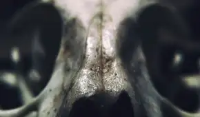 El descubrimiento en África que reescribiría la historia evolutiva humana: una tecnología para la supervivencia