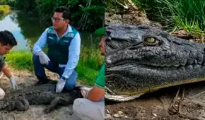 Liberan en Tumbes a cocodrilo hallado en playas de Los Órganos: especie está en peligro crítico de extinción