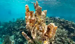 Buenas noticias en los océanos: científicos identifican 160 km² de arrecifes de coral capaces de sobrevivir a la crisis climática