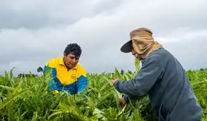 Agroexportación en Perú: agua, saneamiento y salud siguen siendo los principales desafíos del campo
