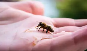 Las abejas entrenadas pueden reconocer rostros humanos: distinguen a las personas por su cara y las identifican desde distintos ángulos
