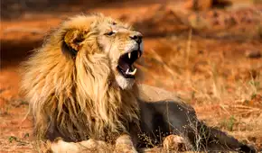 No es el cocodrilo, ni el león: existe un temible superdepredador que infunde más miedo en África