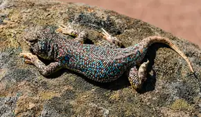 Perú suma una nueva especie: descubren una pequeña lagartija con llamativos puntos azules en el desierto de Tacna