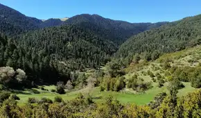 Italia plantó millones de abetos para asegurarse con madera: después de 90 años descubren que la biodiversidad se redujo a la mitad