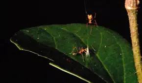 Científicos observan a una araña recién descubierta construir una trampa con resorte para atrapar a una especie de hormiga