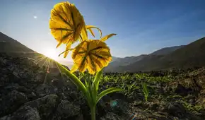 Santuario de Amancay: el refugio natural de la flor símbolo de Lima