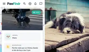 ¿Perdiste a tu mascota? Conoce la innovadora aplicación creada por un peruano que utiliza mapas y alertas para encontrar a tu engreído