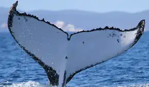 Científicos registran a dos ballenas jorobadas con un récord de migración entre Brasil y Australia