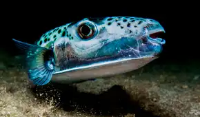 Una amenaza llega al mar Mediterráneo: el pez que arranca de un mordisco los dedos de las manos y de los pies