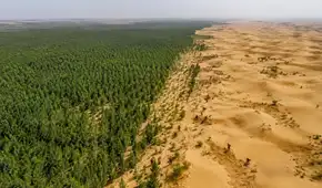 Los 66 mil millones de árboles plantados por China en la Gran Muralla Verde ahora tienen un problema: crecen más rápido que los bosques naturales