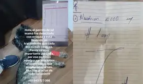 Pandita comenzó a cojear y horas después respiraba con dificultad: piden ayuda urgente para perrito