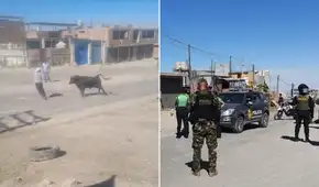 Toro escapa en Cerro Colorado y desata pánico entre vecinos: más de 10 policías participaron en su captura