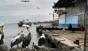 Niño Costero: pelícanos y gaviotas mueren en Pisco ante calentamiento del mar y falta de alimentos