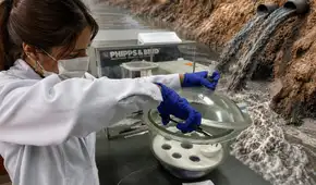 Estudiante de la UNALM desarrolla ‘esponjas inteligentes’ con restos de algodón y palta para descontaminar aguas con plomo