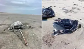 Fenómeno El Niño arrasa con la vida de aves marinas en Piura, Lambayeque y Trujillo