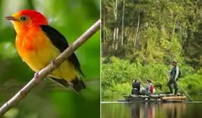 Perú es elegido como uno de los 8 mejores destinos del mundo para observar aves, según prestigiosa revista inglesa