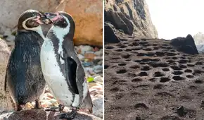 Pingüino de Humboldt en emergencia: población cayó 60% y alertan abandono masivo de colonias en Perú por el Fenómeno de El Niño