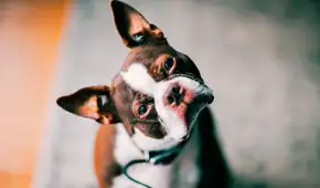 No le hables ‘normal’ a tu perro: Investigadores demuestran que su cerebro reacciona si te diriges a ellos como a un bebé