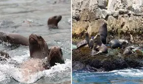 Alerta en Ica por la muerte inusual de lobos marinos en dos áreas naturales protegidas: Minam y Sernanp activan vigilancia