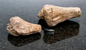 Estuvo años sin identificarse y cambió la historia: el fósil que resultó ser el primer dinosaurio hallado en la Amazonía de Ecuador