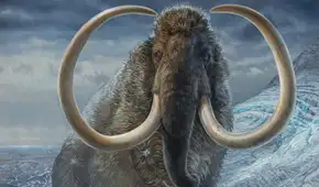 Científicos pensaron que eran huesos de mamut y los guardaron durante 70 años, pero resultaron ser de un animal muy diferente