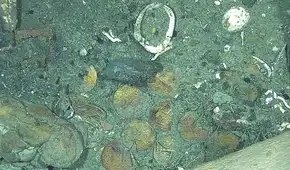 Descubierto a 600 metros de profundidad en el Caribe: un naufragio con 200 toneladas de oro y plata valorado en US$ 17.000 millones