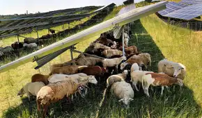 Una empresa pone 100 ovejas para pastar debajo de 31.000 paneles solares y demuestra cómo coexisten la agricultura y la energía