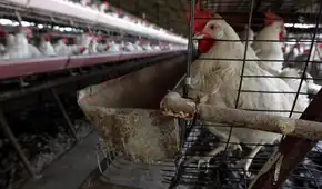 ¡Alerta! Senasa declara emergencia sanitaria en todo el país por influenza aviar en aves de corral y dispone prohibiciones