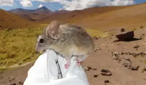 Un roedor de los Andes es el único mamífero capaz de vivir a 6700 metros, bajo temperaturas de congelación y casi sin oxígeno