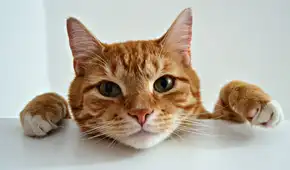 Experimento científico revela que los gatos identifican palabras más rápido que los bebés
