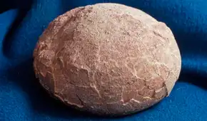 Unos científicos abrieron un huevo fósil esperando encontrar un embrión de dinosaurio, pero descubrieron un tesoro brillante de 70 millones de años