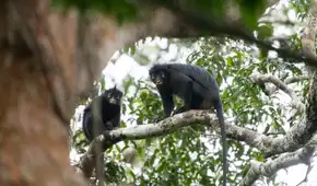 Una nueva especie para la ciencia: un mono que se escondía en la selva tropical del Congo
