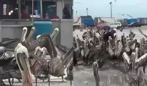 Cientos de pelícanos invaden terminal pesquero de Trujillo por falta de peces: temen riesgo sanitario