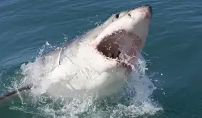 Nada cerca de la costa, mide 4 metros y pesa 771 kg: el tiburón blanco más grande fue avistado en el Atlántico por los científicos