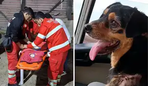 Bomberos dan último adiós a Carbón, perrito que acompañó sus labores por seis años: “Nos deja un gran vacío”