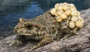 Un hongo provocó más extinciones masivas que las enfermedades, pero unos sapos encontraron la forma de sobrevivir