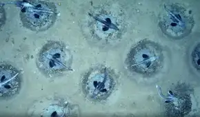 Científicos descubrieron una ciudad submarina de 60 millones de nidos de peces bajo una plataforma de hielo en la Antártida