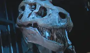 Los restos del cráneo de un dinosaurio descubierto en Canadá pertenecían al “tío abuelo” de un T. rex
