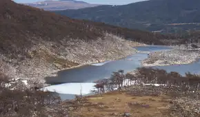 El experimento que salió mal en Argentina: liberaron este animal y ahora destruye los bosques milenarios de la Patagonia