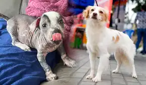 Día Mundial del Perro: conoce al viringo, al pastor Chiribaya y su legado ancestral en el Perú