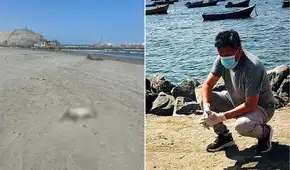Pelícanos mueren en playas de Trujillo por falta de alimento y biólogo alerta riesgo sanitario