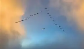 Revelan el secreto del vuelo en formación "V" de las aves: ahorran más energía con un simple truco en sus alas