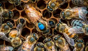 Científicos descubren un mecanismo oculto en el cerebro de las abejas que les asigna sus tareas